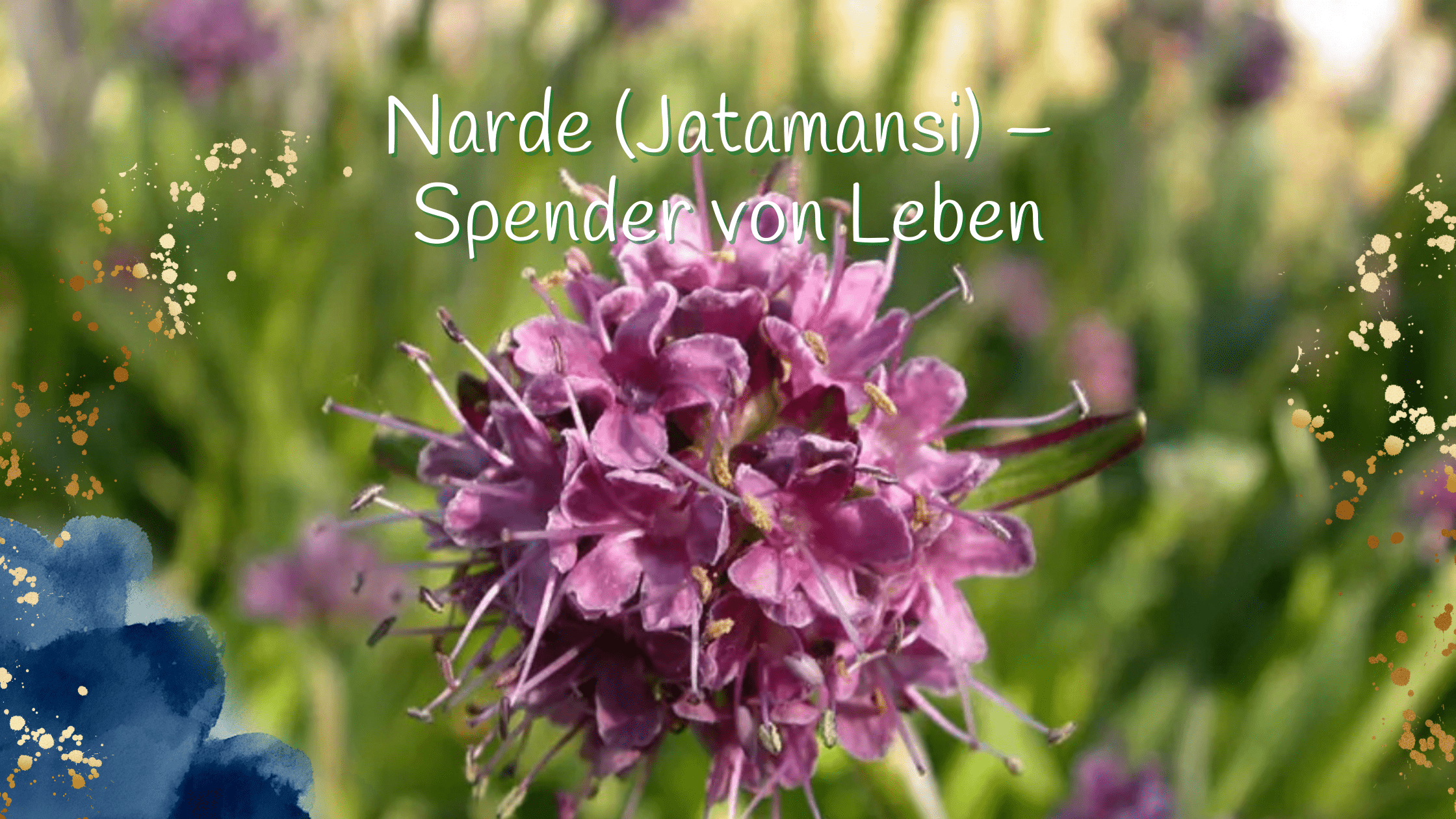 Narde (Jatamansi) – Spender von Leben