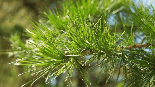 Die Kraft der Koniferen – Waldöle für jede Lebenslage