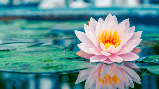 Lotus: Verkörperung von Liebe und Freude