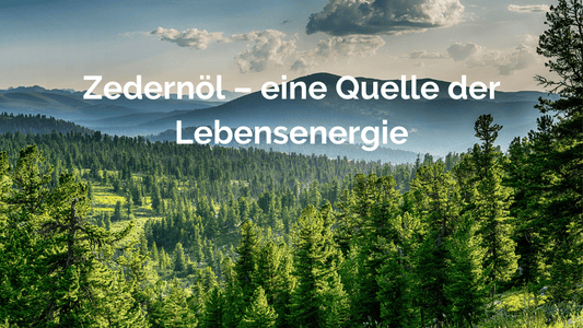 Zedernoel-eine-Quelle-der-Lebensenergie