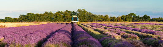 Bio-Anbau aromatischer Pflanzen