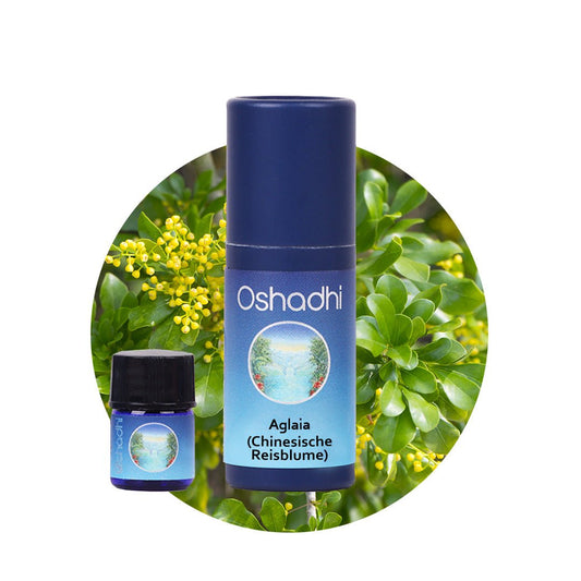 Aglaia Öl (Chinesische Reisblume)