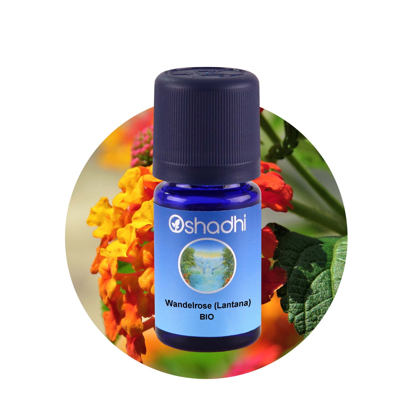 Wandelrose-Öl (Lantana) Bio