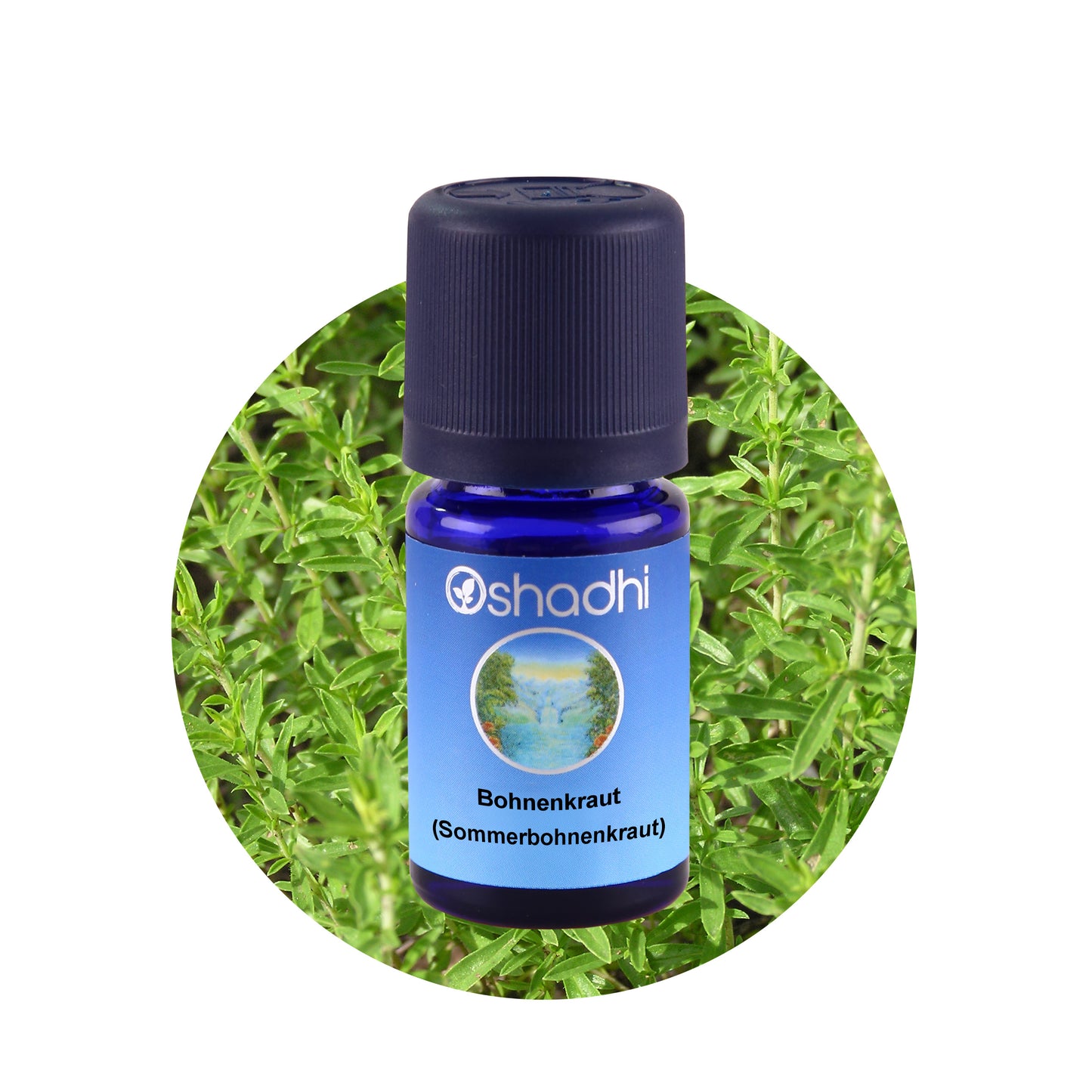 Bohnenkrautöl (Sommerbohnenkraut)