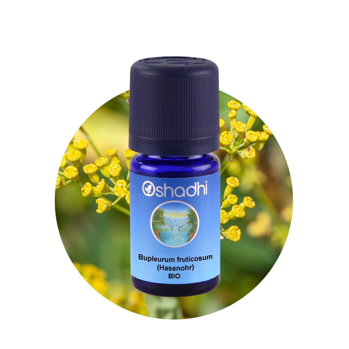 Bupleurum fruticosum (Hasenohr) bio