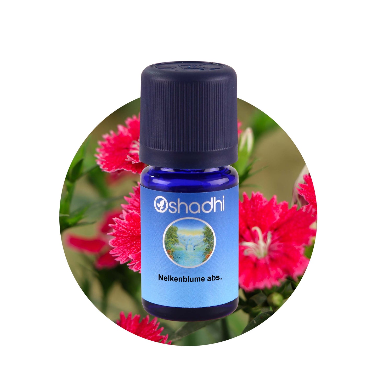 Nelkenblumenöl absolute