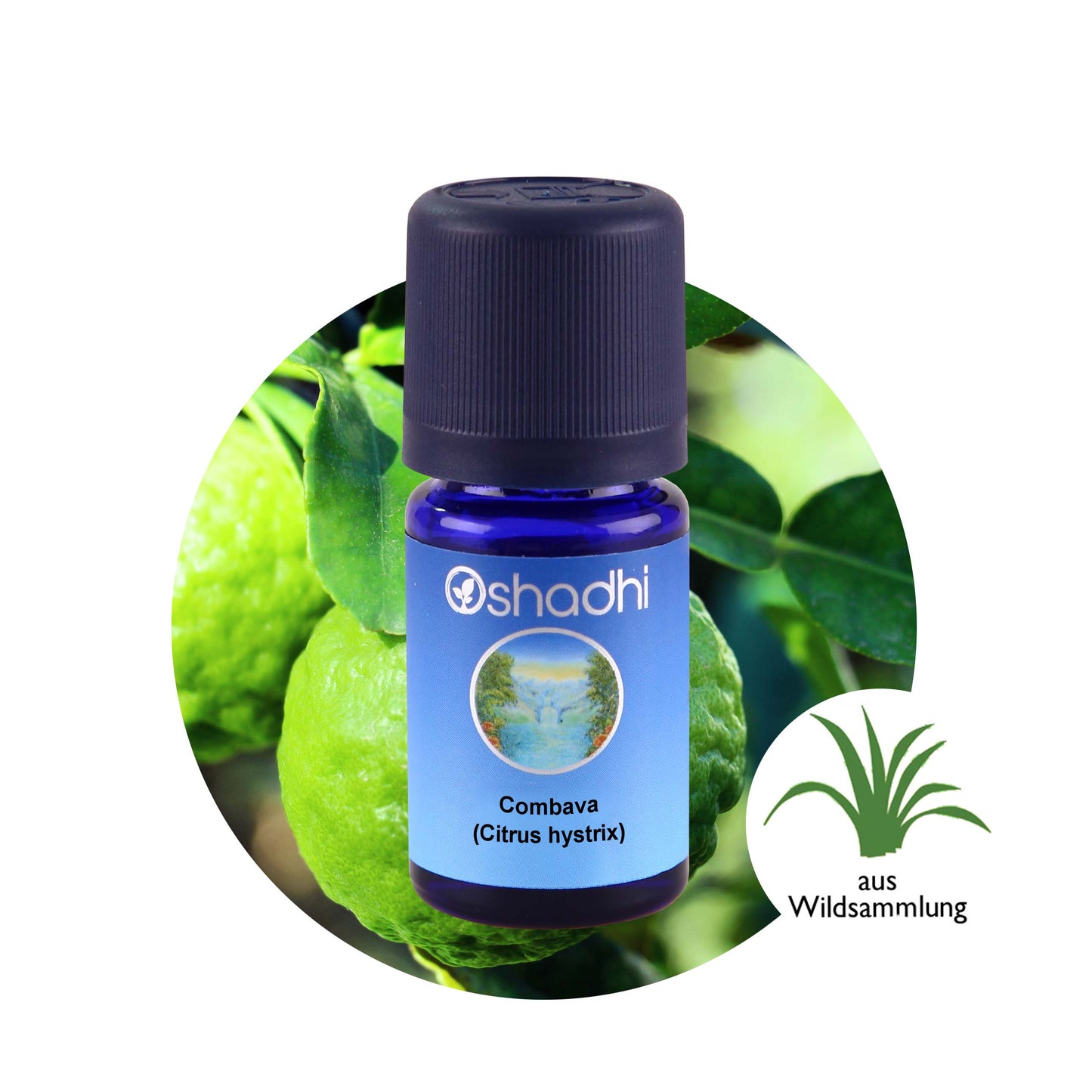 Combava-Öl (Citrus hystrix)