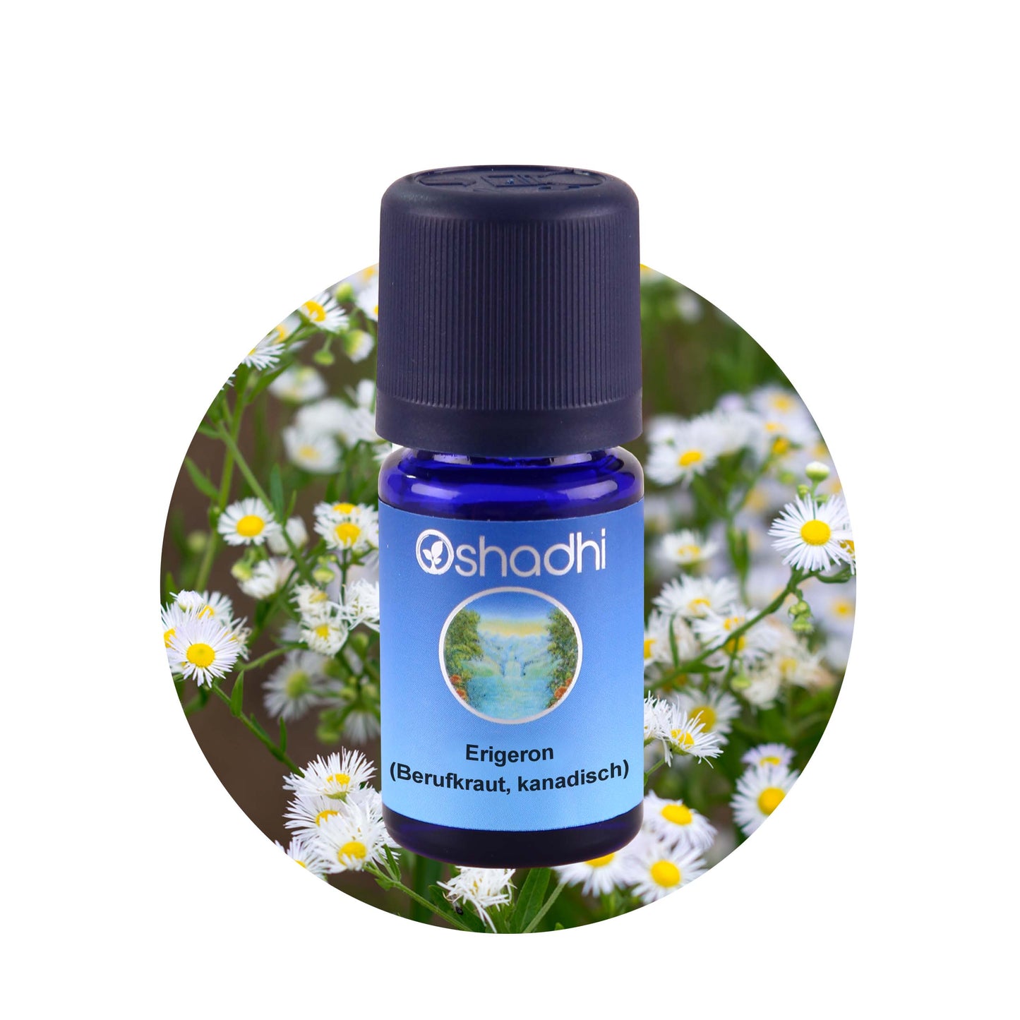 Erigeron-Öl (Berufkraut, kanadisch)