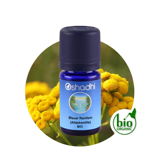Blue Tansy Öl bio - Atlaskamille