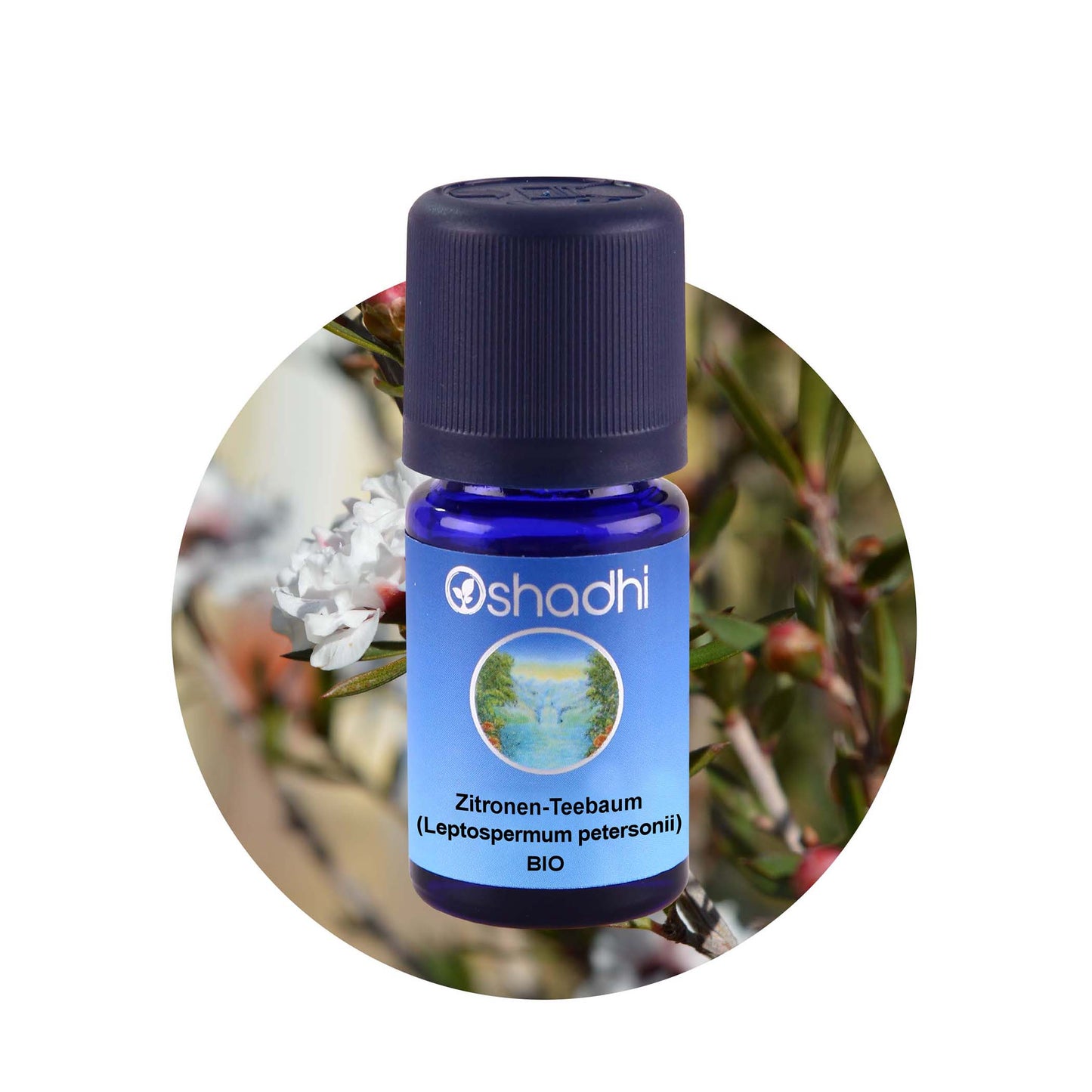 Zitronen-Teebaum (Leptospermum petersonii) bio