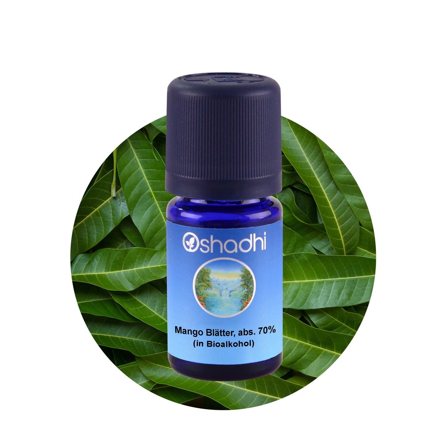 Mango Blätter Öl absolute 70% (in Bioalkohol)