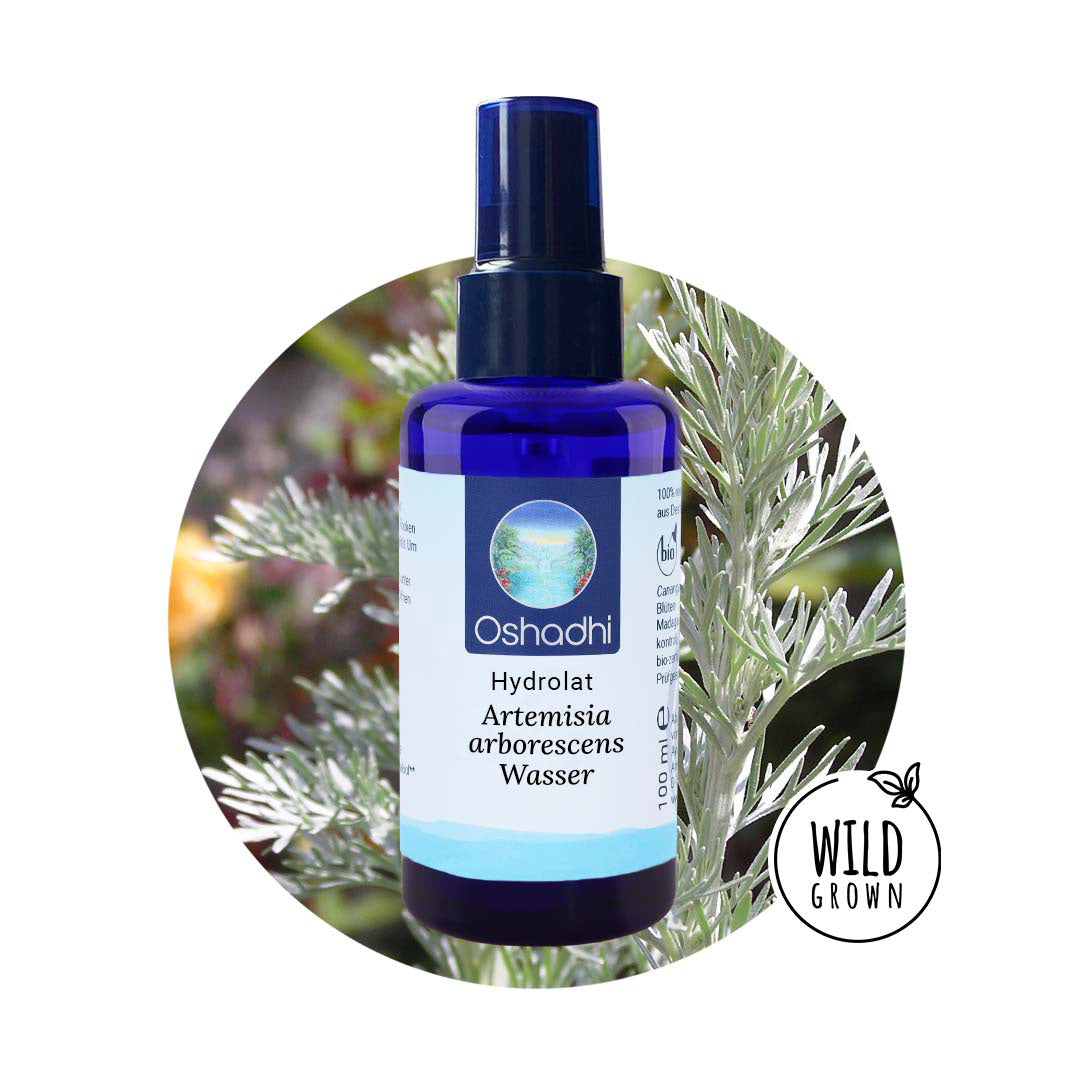 Artemisia arborescens Wasser
