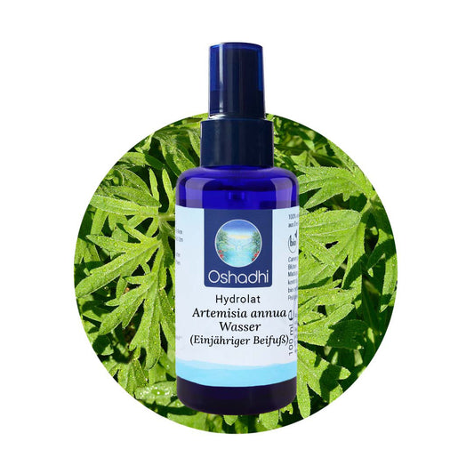 Artemisia annua Wasser (Einjähriger Beifuß)