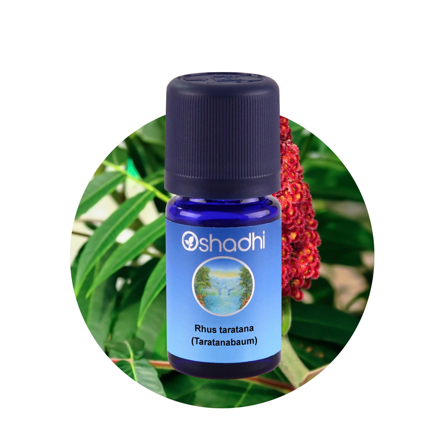 Rhus taratana (Taratanabaum)