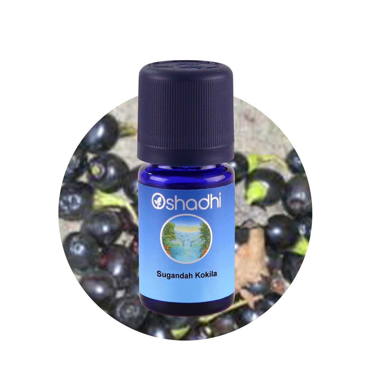 Sugandha Kokila Öl