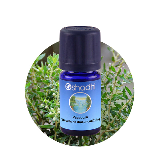 Vassoura (Baccharis dracunculifolia) – Ätherisches Öl