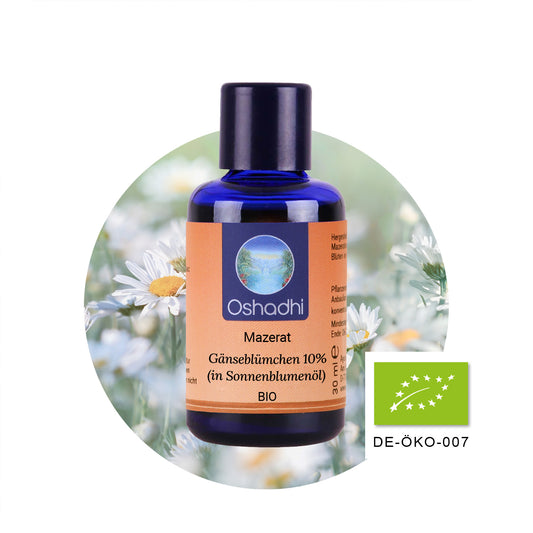 Gänseblümchen-Mazerat 10% (in Sonnenblumenöl) EU-bio