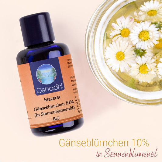 Gänseblümchen-Mazerat 10% (in Sonnenblumenöl) EU-bio