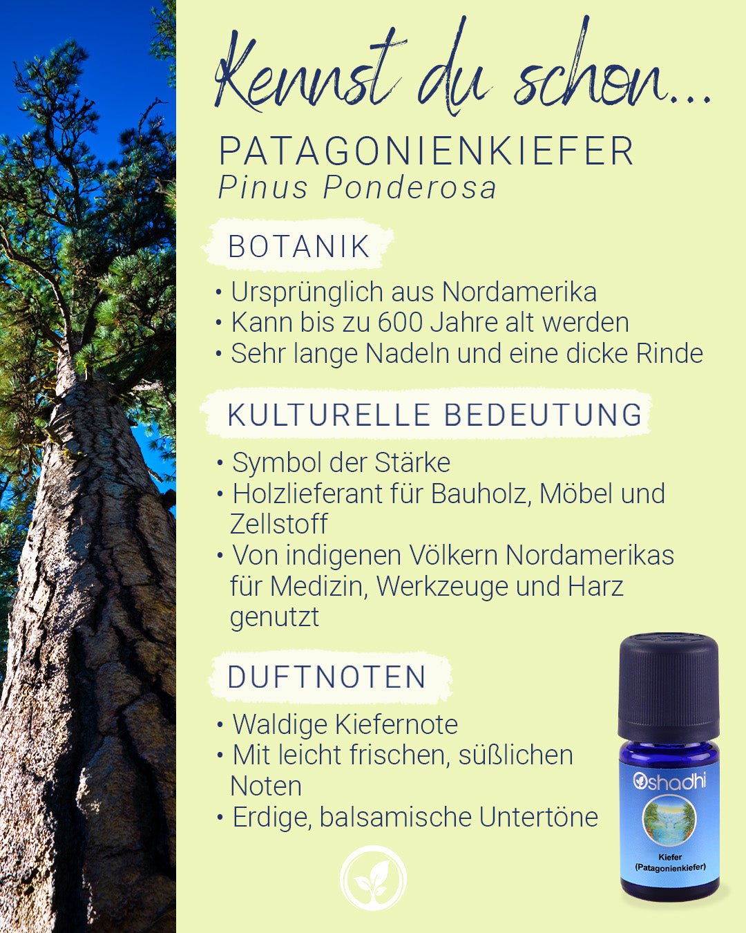 Kiefernöl (Patagonienkiefer)