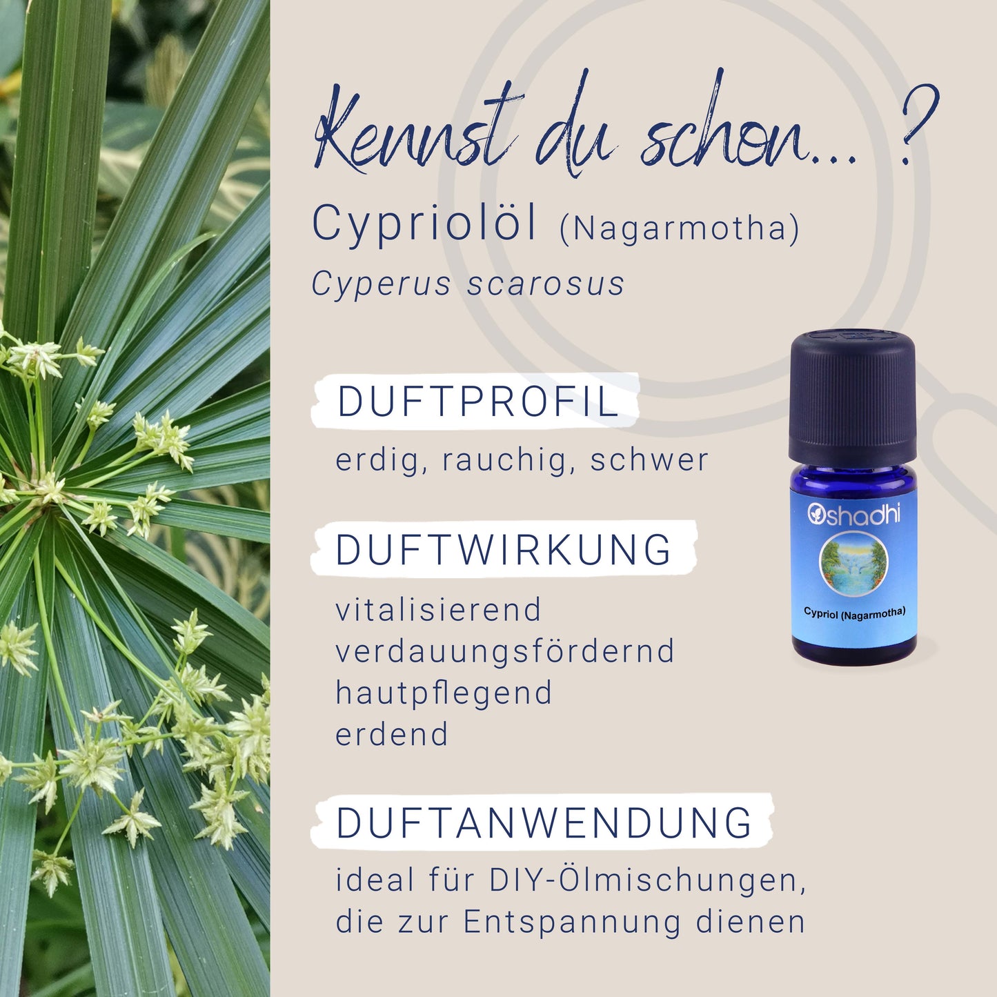Cypriol-Öl (Nagarmotha)