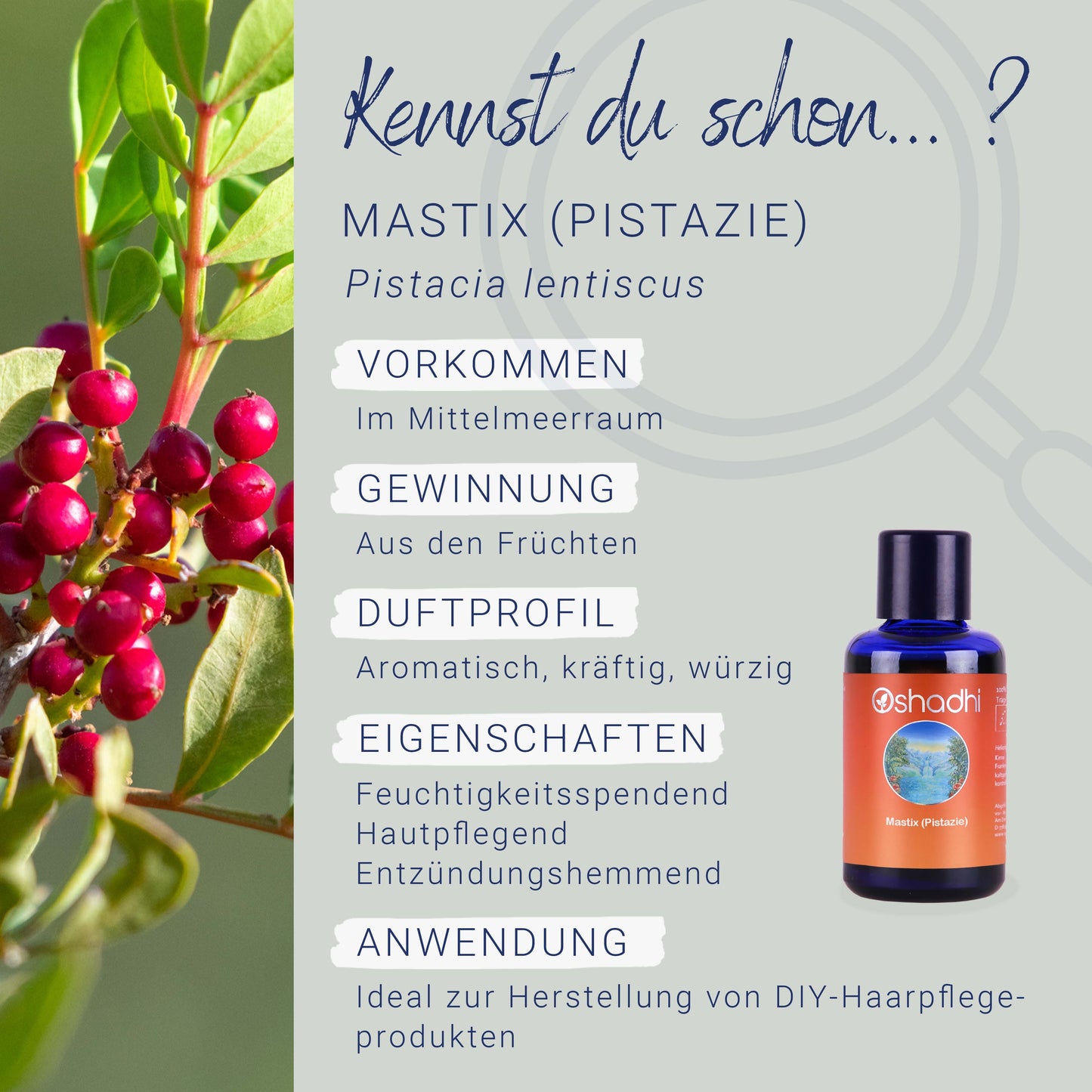 Pistazie (Mastixöl)