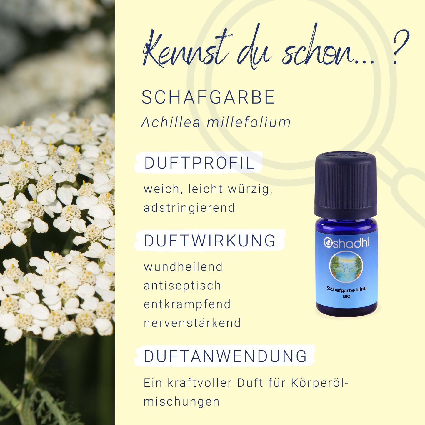 Schafgarbenöl blau EU-bio