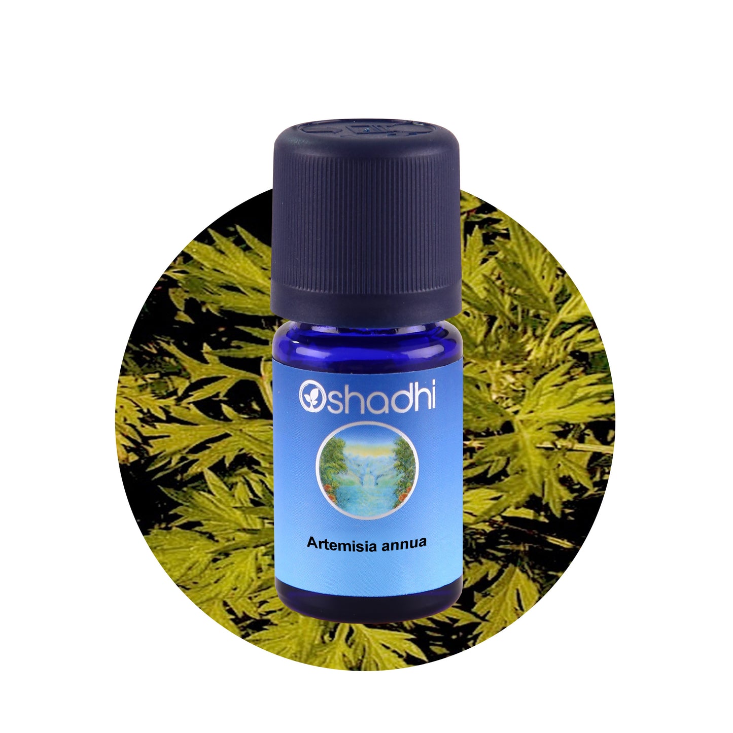 Ätherisches Öl - Artemisia Annua (Einjähriger Beifuß)