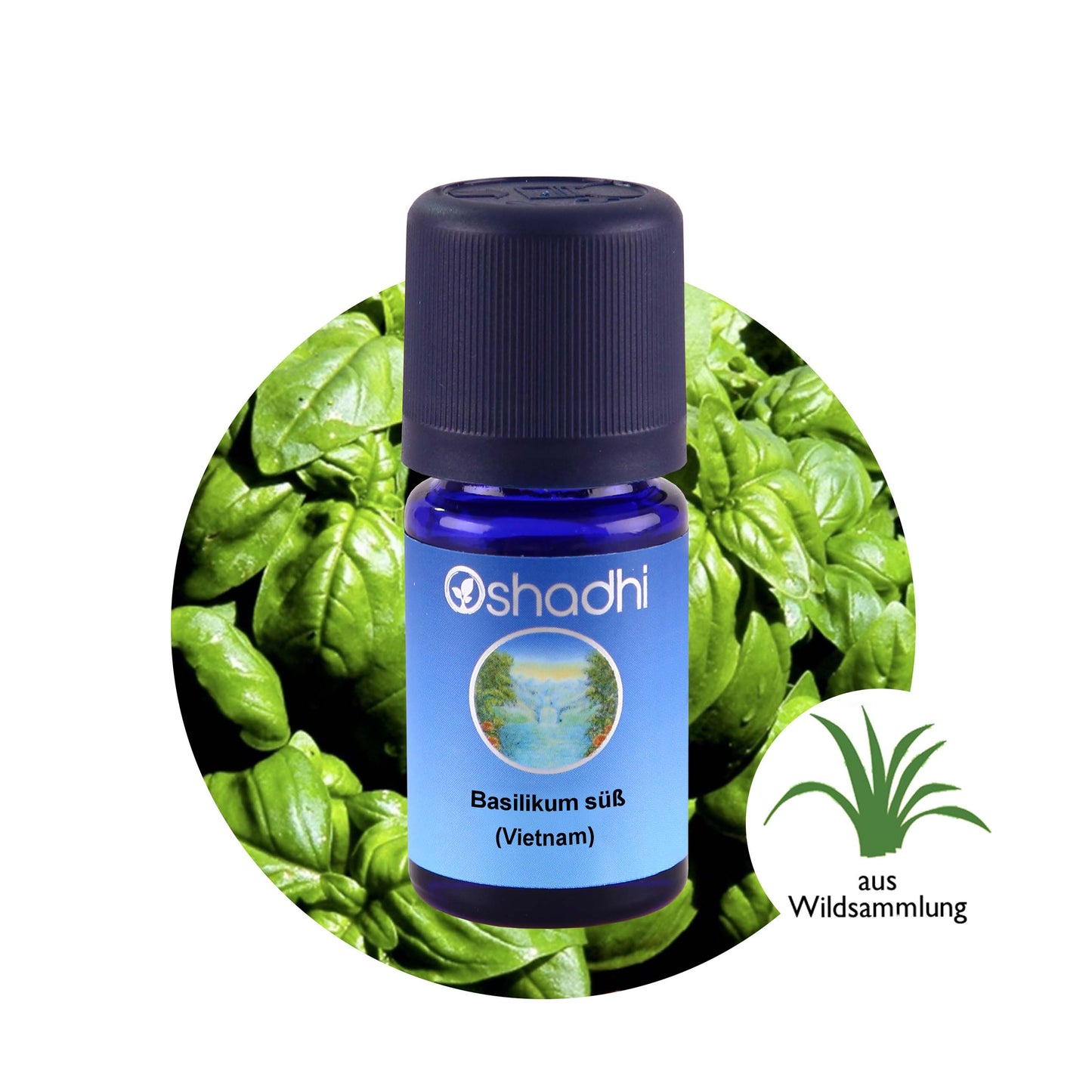 Basilikumöl, süß (Vietnam)