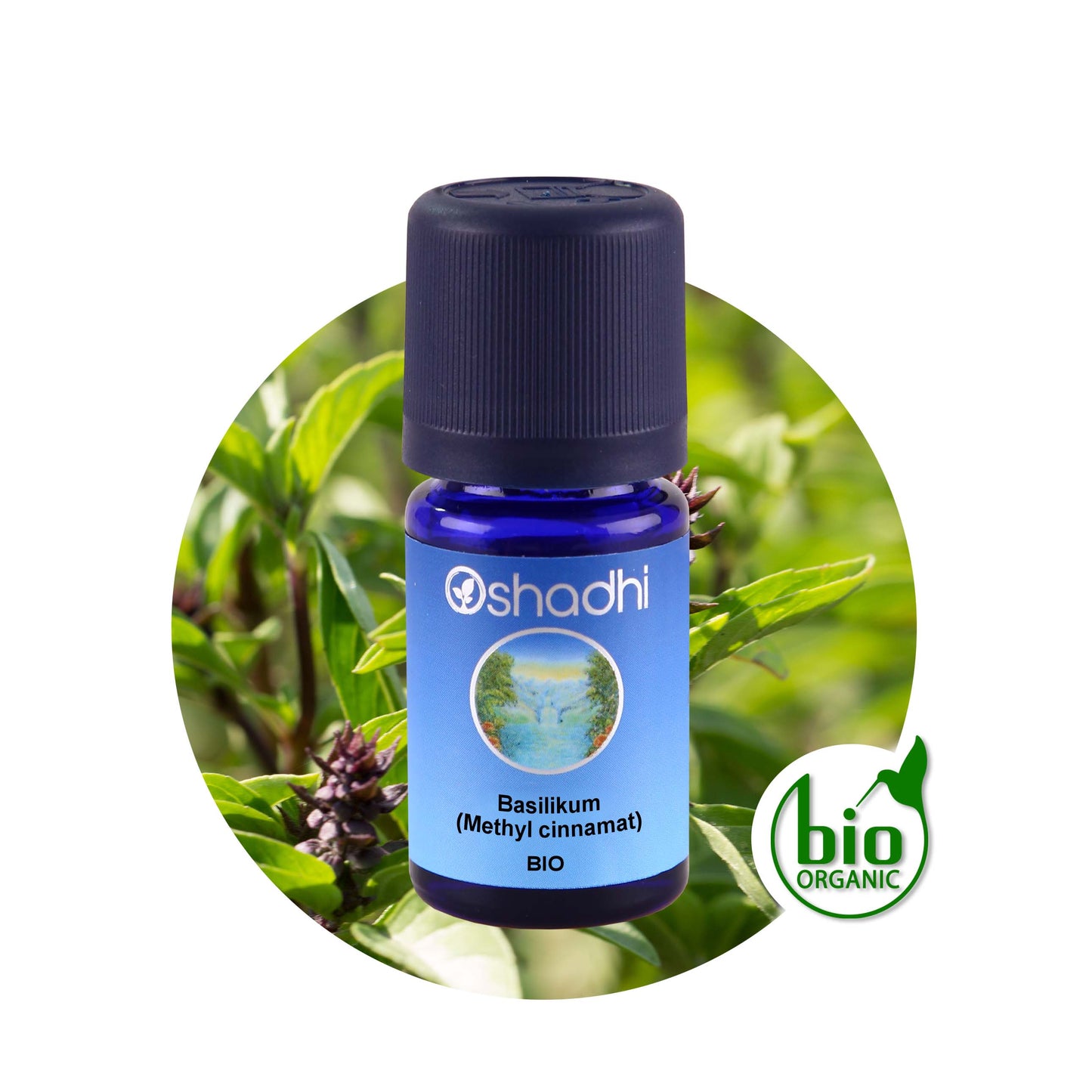 Basilikumöl EU-bio (Methyl cinnamat)