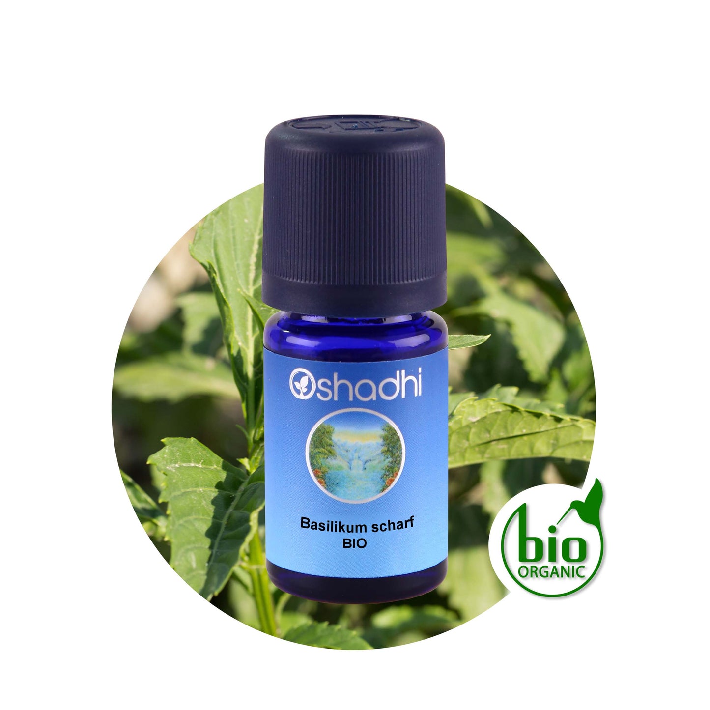 Basilikumöl, scharf bio (gratissimum)