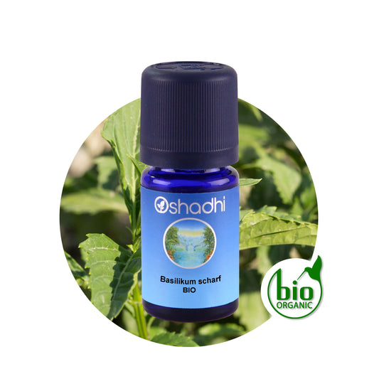 Basilikumöl, scharf bio (gratissimum)