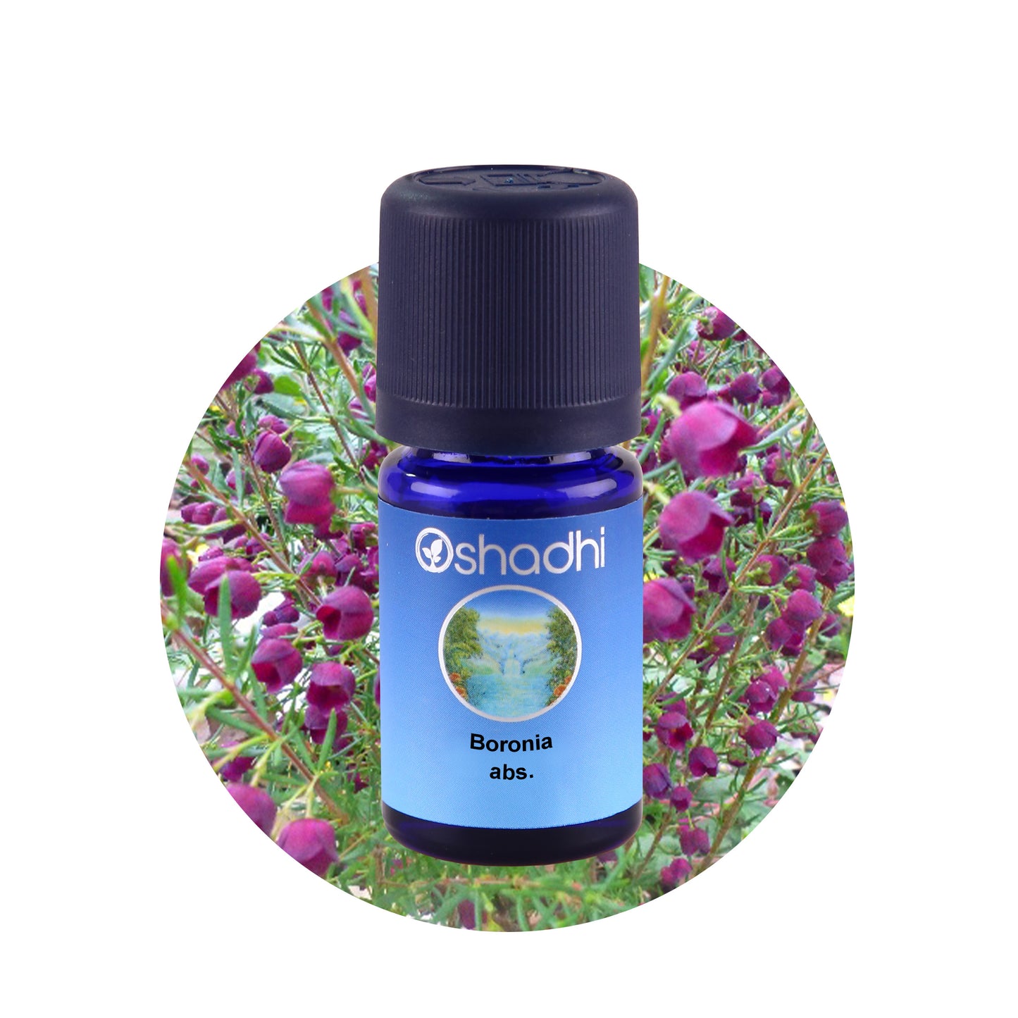 Boronia-Öl absolute