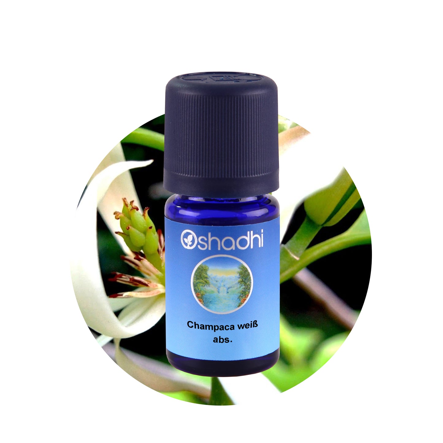 Champaca-Öl weiß, absolute
