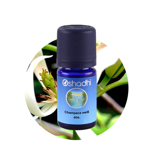 Champaca-Öl weiß, absolute