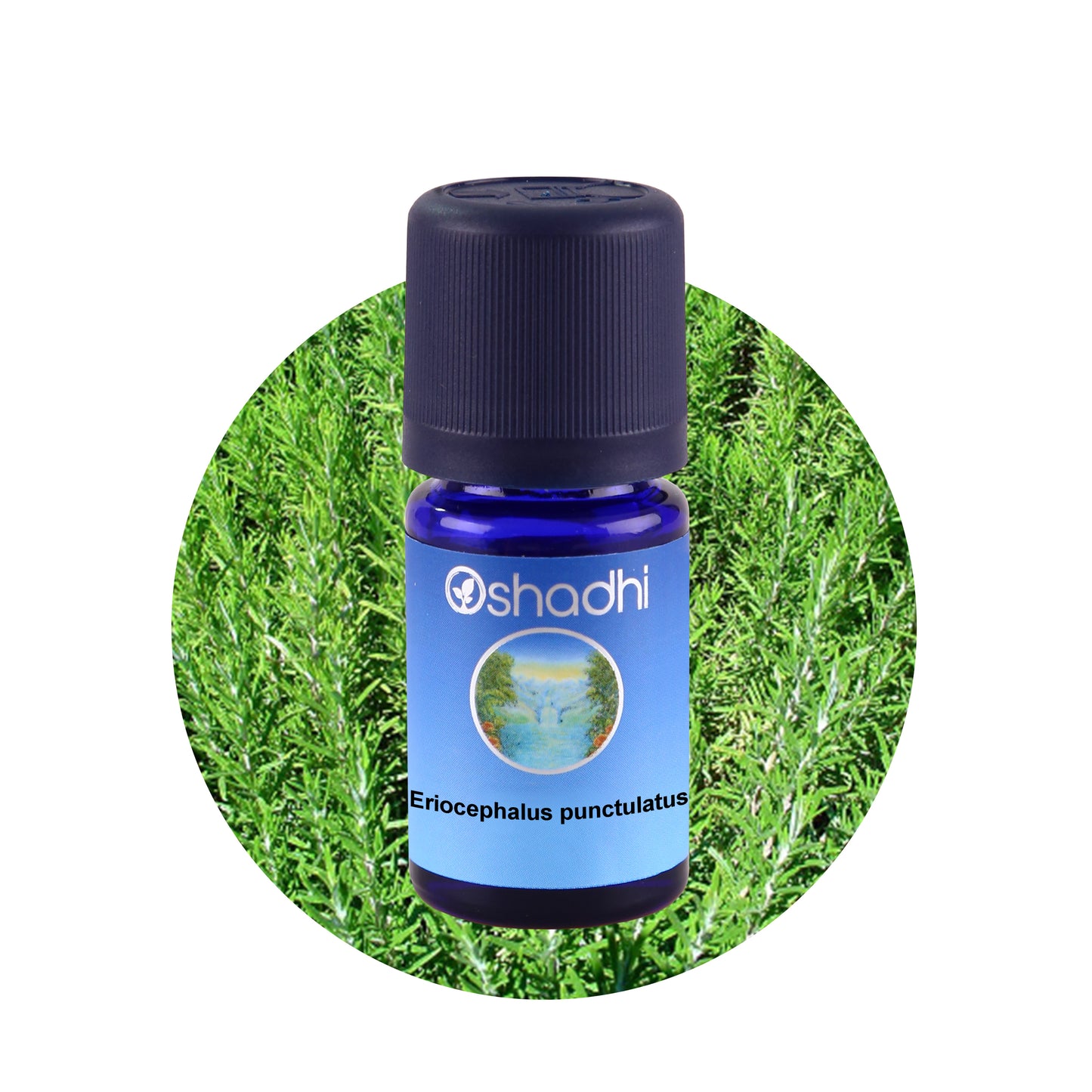 Ätherisches Öl - Eriocephalus punctulatus