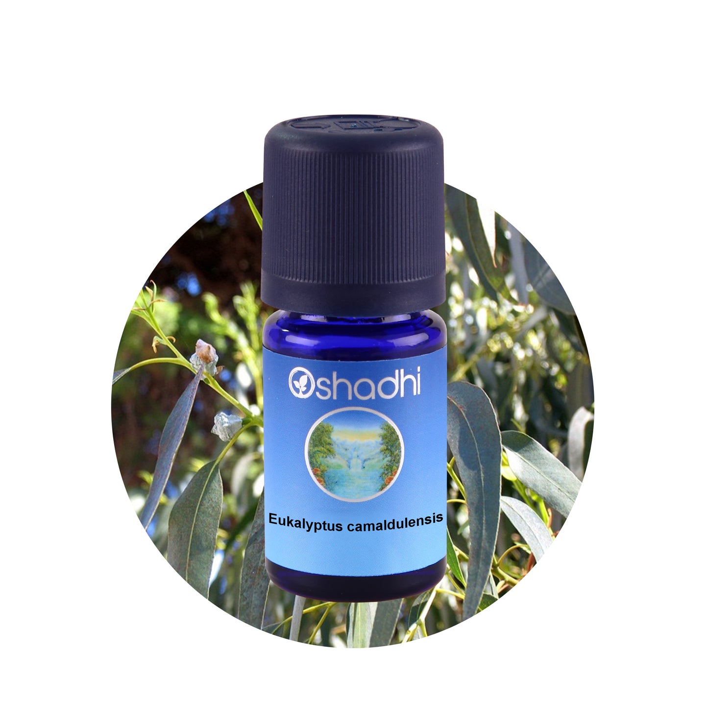 Eukalyptusöl camaldulensis