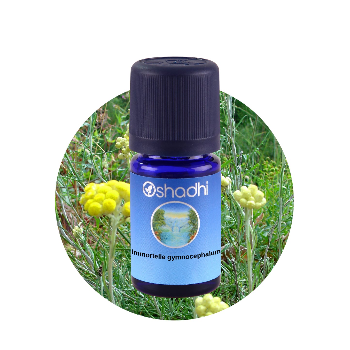 Immortellenöl gymnocephalum