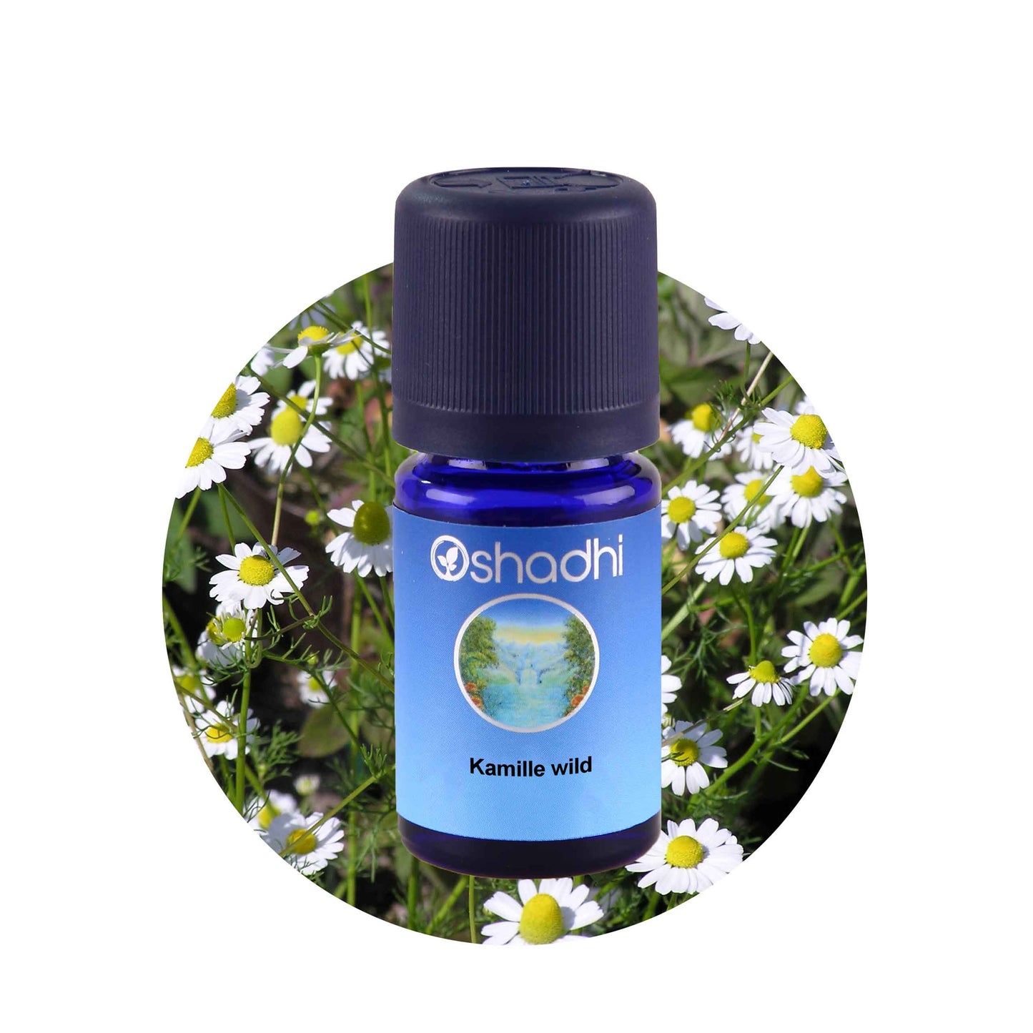 Kamillenöl wild