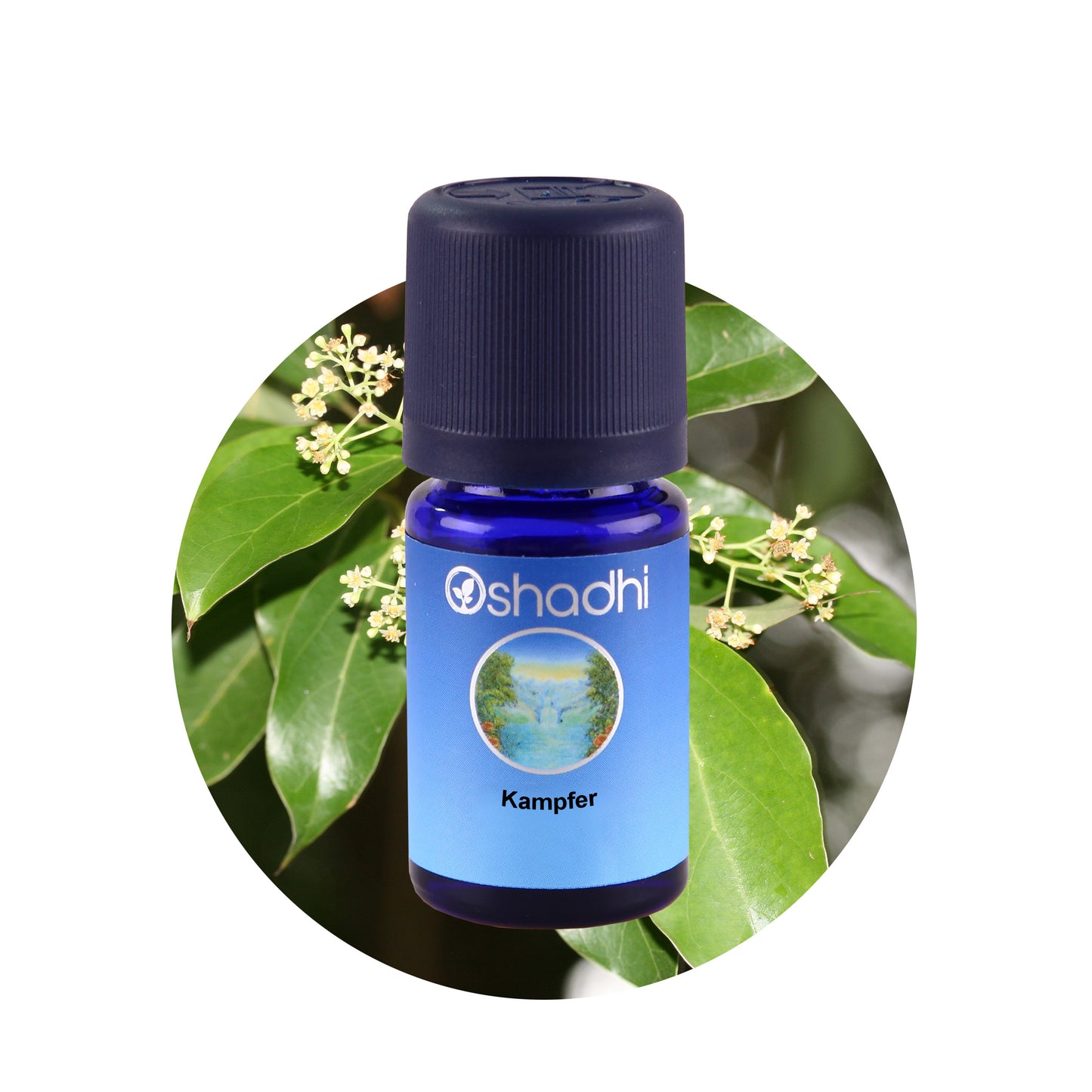 Kampferöl