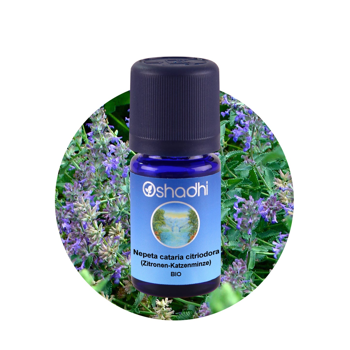 Zitronen-Katzenminz-Öl bio