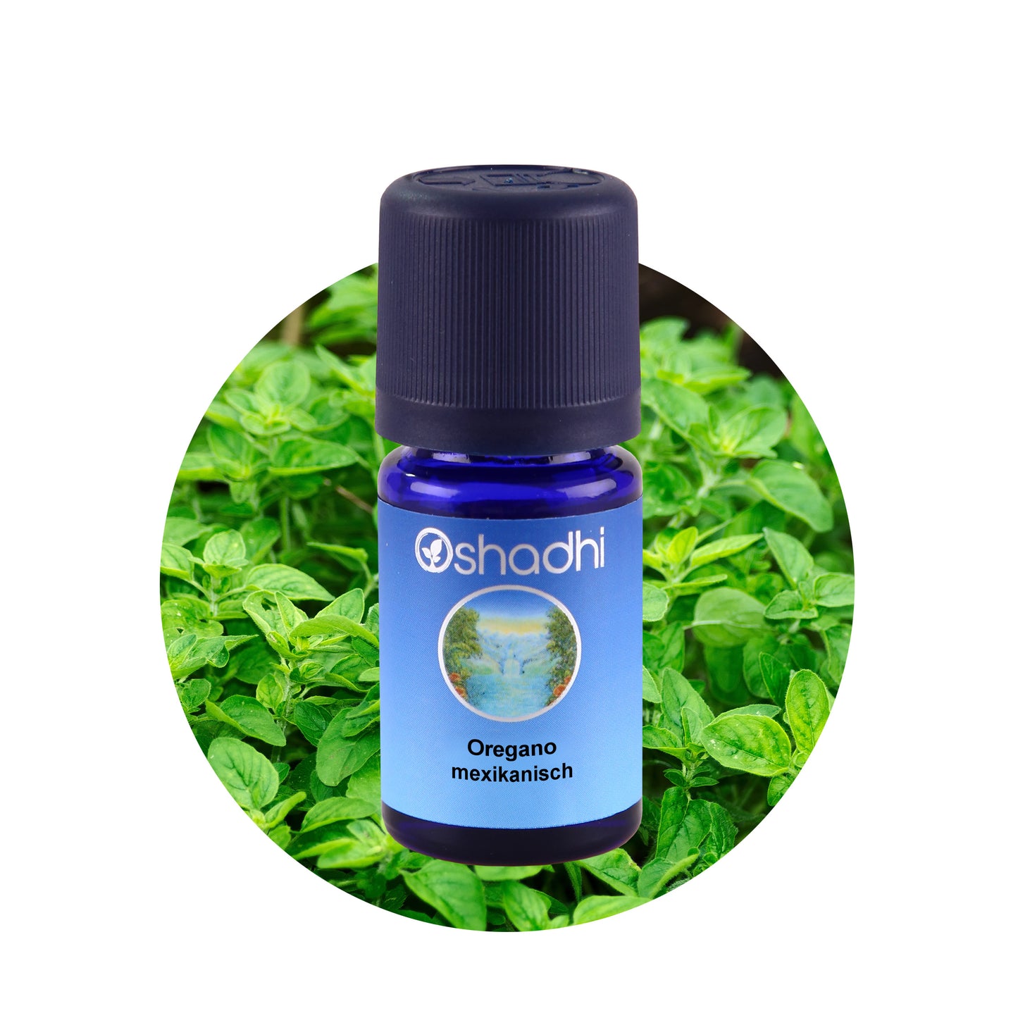 Oreganoöl, mexikanisch