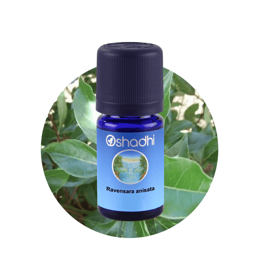Ravensara anisata