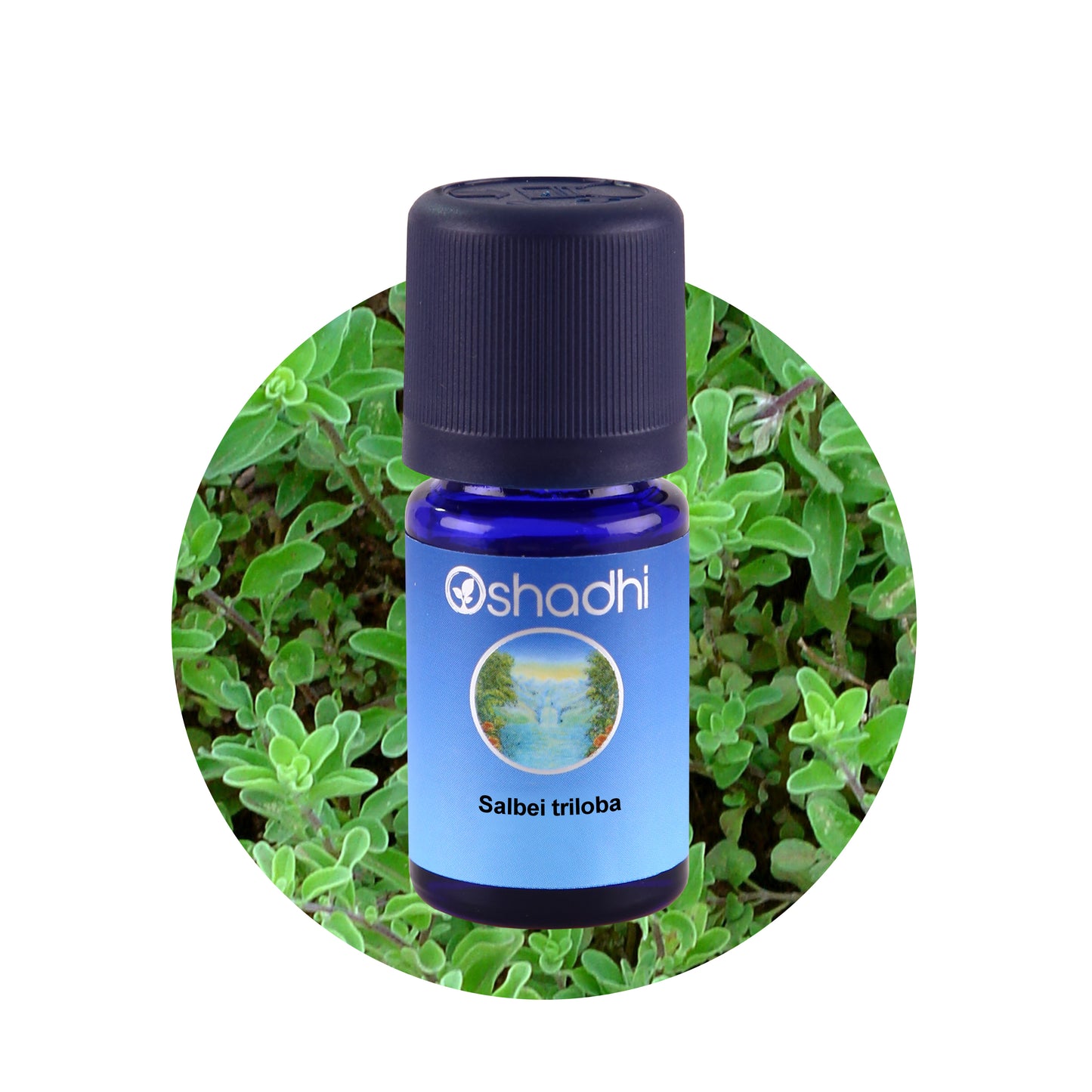Salbeiöl triloba