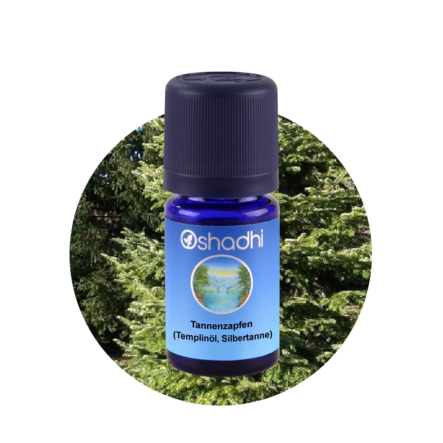 Tannenzapfenöl (Templinöl, Silbertanne)