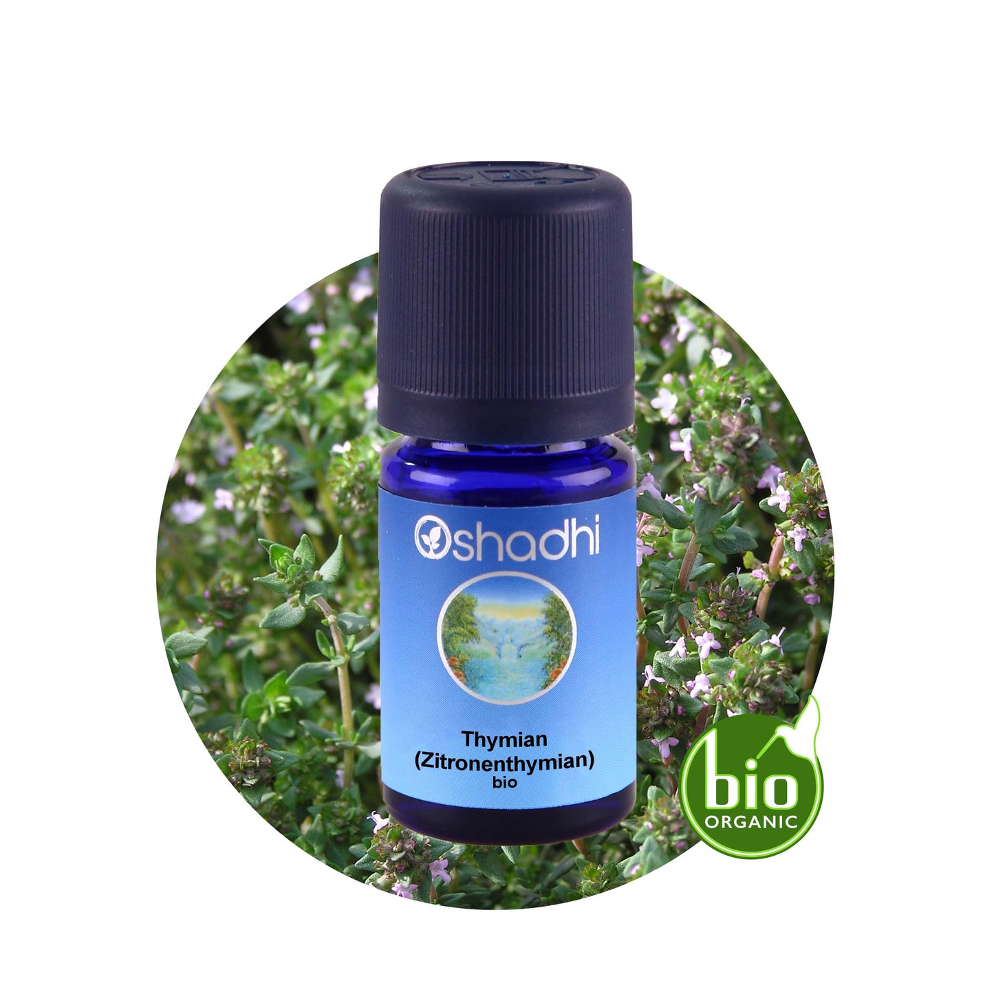 Zitronenthymian Öl Bio