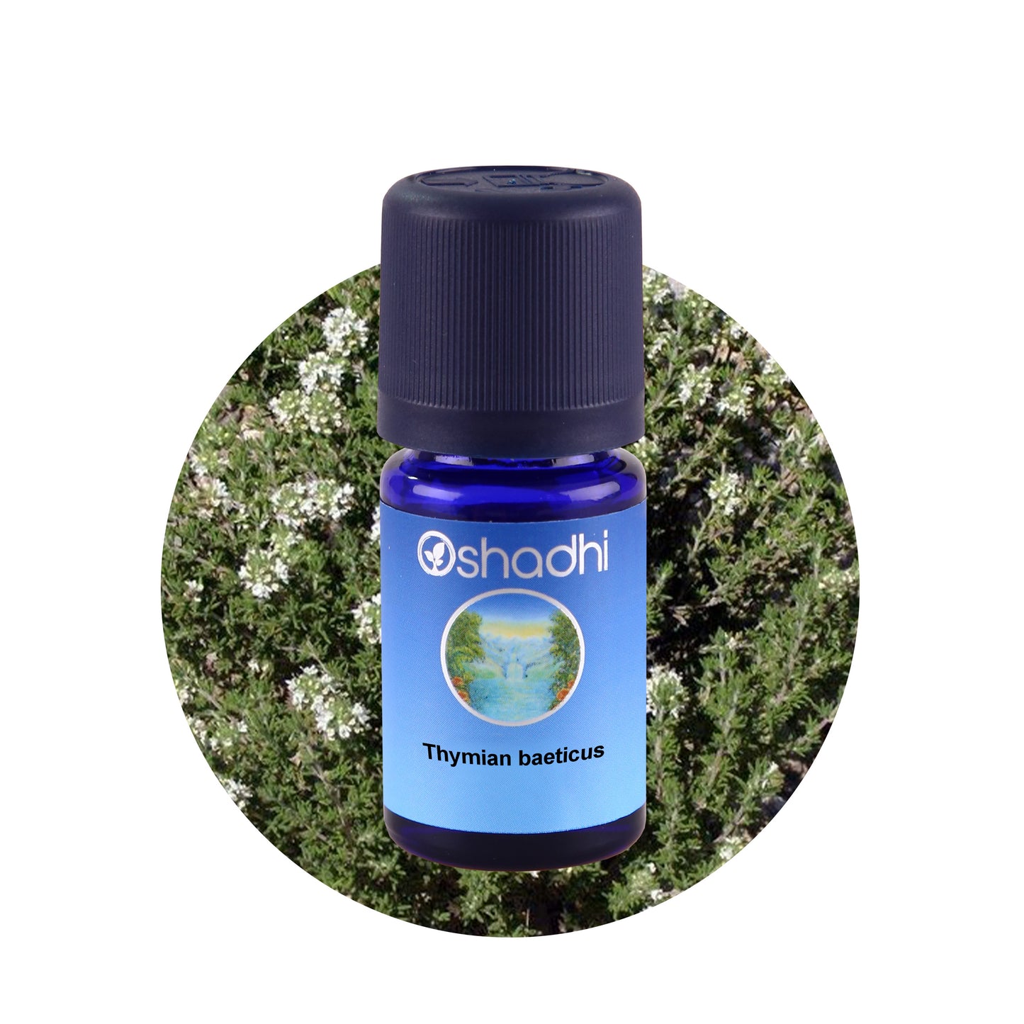 Thymianöl baeticus