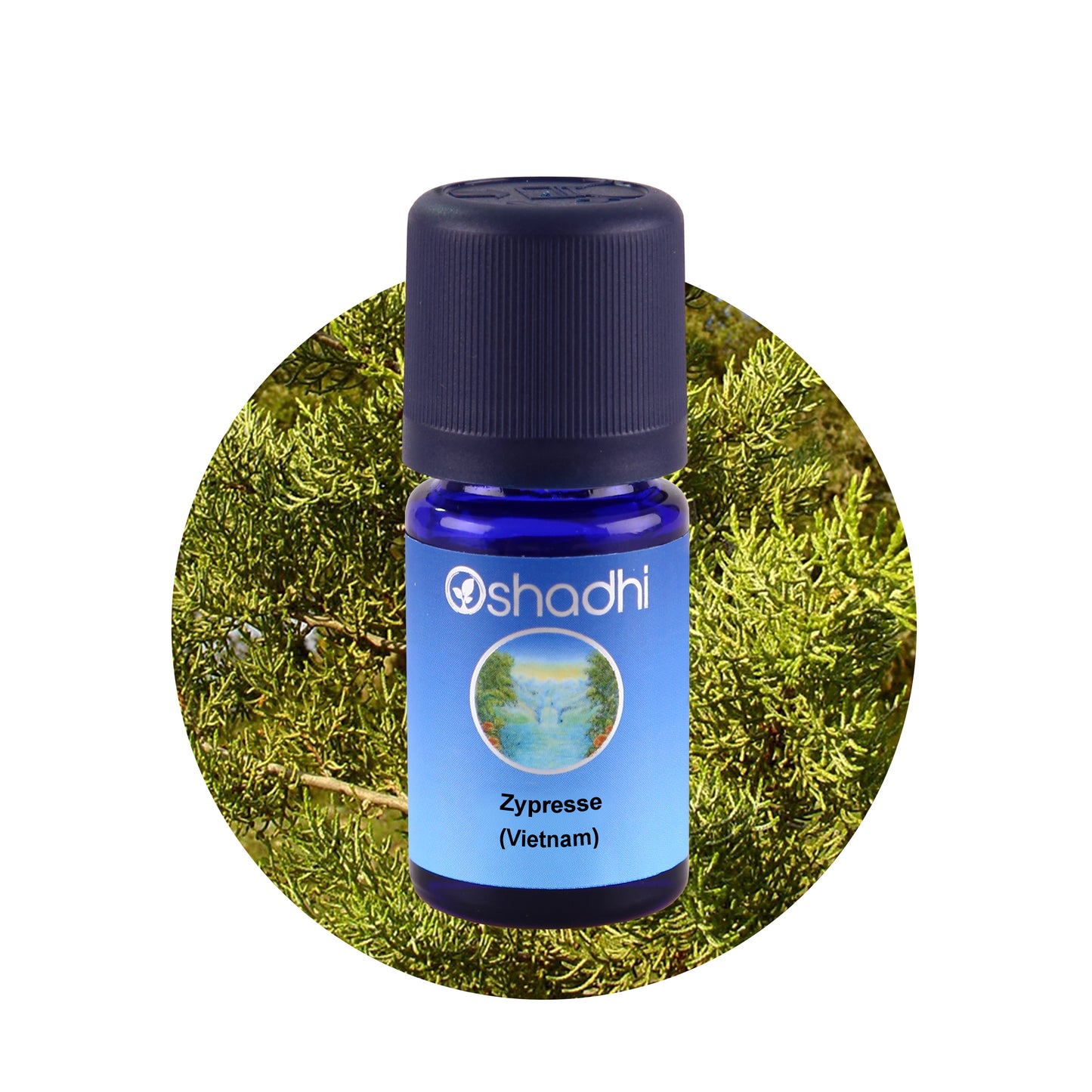 Zypresse-Öl (Vietnam)