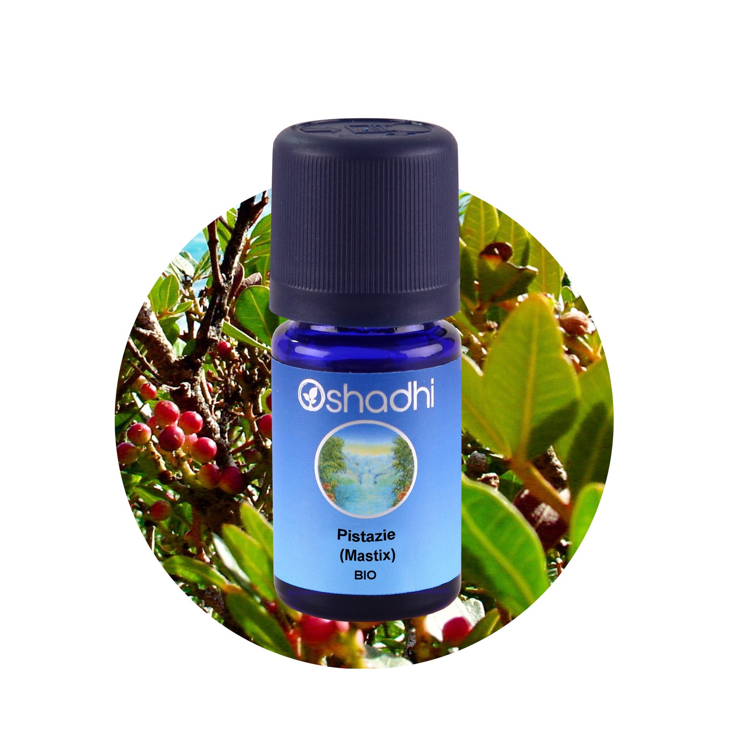 Mastix-Öl (Pistacia lentiscus) bio