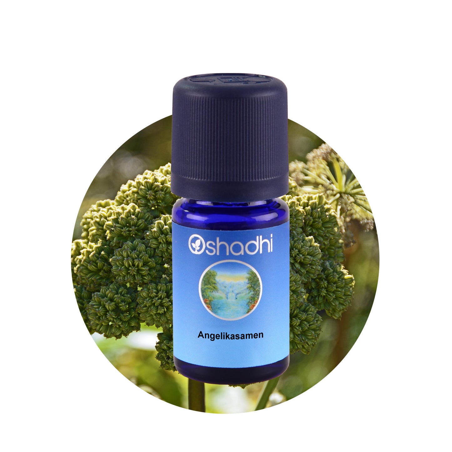 Angelikasamen-Öl