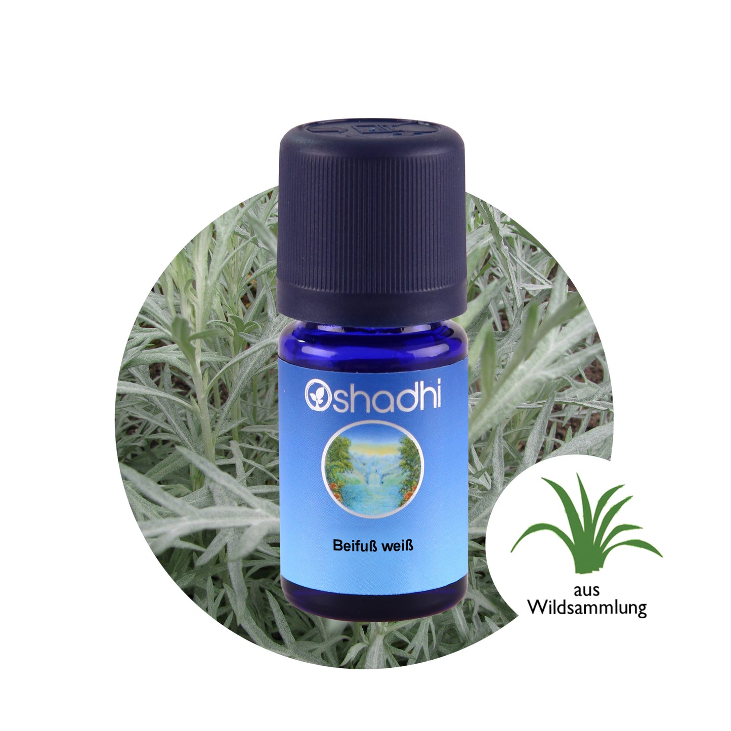 Beifußöl weiß